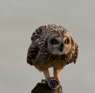 Ook ik vandaag maar eens richting Zeeland voor mijn eerste ontmoeting met de velduil, ja hoor ik mocht ook het geluk hebben.
Het was al laat in de middag, toen hij met prooi op het paaltje ging zitten en hem goed bewaakte.