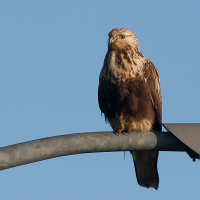 Deze ruigpootbuizerd bleef op de lantaarnpaal zitten toen ik voorbij reed. Ook toen ik stopte bleef hij rustig zitten. Vanuit de auto genomen.