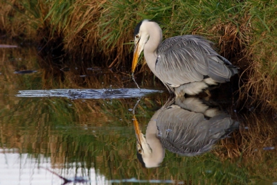 Deze reiger ving bot maar hij lijkt zichzelf toch nog best mooi te vinden...