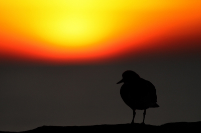 Vanmiddag een heel gladde zee bij Scheveningen. Toen de zon onder ging, gaf dat een erg mooi effect. Geprobeerd om dat in beeld te brengen met een Steenloper op de voorgrond. Benieuwd of jullie hem geslaagd vinden.