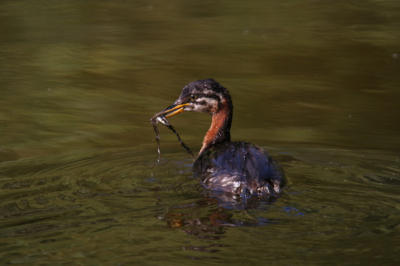 Deze jonge roodhalsfuut liet regelmatig mooi zien. Heb ervan genoten. Canon 350d, Sigma 100-300/F 4.0 + 1,4 teleconverter. ISO 200, 1/400 sec., F op 5.6 en 0 stop.