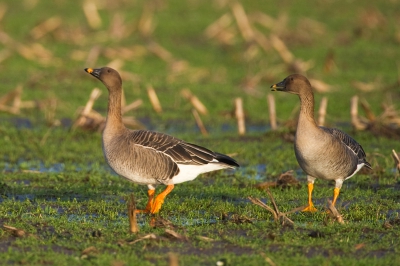 Jaarlijks zien we ze in grote getallen rond de Groote Peel.
Meestal fouragerend op de gras en mais akkers.