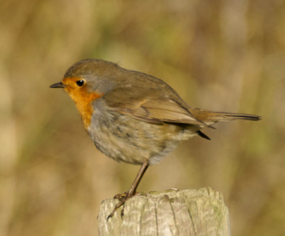 wandelend door de stille en frisse/zonnige westduinen
werd ik gevolgd door een roodborstje. steeds als ik hem wilde "schieten"vloog ie op. Toch op het plaatsje kunnen krijgen. Snel uit de hand genomen en weg was ie al weer.