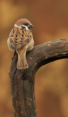 mijn favo mus, ze zijn meerdere weken afwezig geweest door het regelmatig bezoek krijgen van meneer sperwer..afgelopen weekend mocht ik het groepje van 5 weer zien in de tuin..
leuk dat ze mijn adres nog wisten te vinden en het zegt natuurlijk ook wat over het geheugen/denkvermogen van een vogel..wat mi ook erg leuk is om te zien/weten