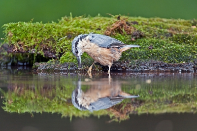 In de 'boshut' van de Hongaarse vogelbescherming deze en vele andere soorten kunnen vastleggen. Soortgelijke plekken moest onze Vogelbescherming eens gaan inrichten... kunnen ze nog leuk geld ook mee verdienen...