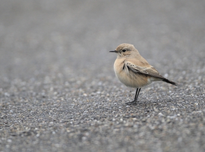 In de tijd van de vogeltrek kom je op Schiermonnikoog soms zeldzame dwaalgasten tegen. Zo ook deze jonge woestijntapuit, die op het fietspad bij de dijk even bijkwam van zijn lange reis.