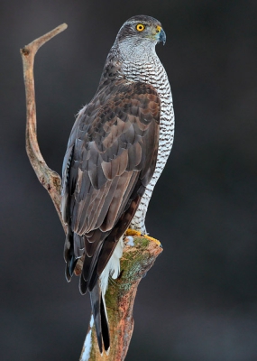 Hawks hawk not bother - unless the photo:), but it's supper rapacious bird. Buzzard shy, cautious, fleeing from the smallest movement in all other goshawk and ravens even thought it does not pull its tail.
