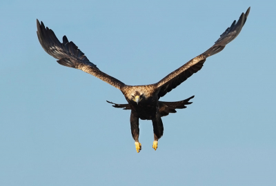 Imperial Eagles are not particularly shy but still it is difficult to take decent picture. This attempt to photograph the eagles was not very successful due to the bunch of jackals wondering around the hide. This photo is one of the very few that can be presented to the public. 

www.NatureImages.eu