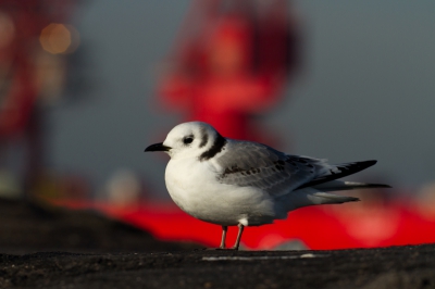 Zuidpier druk met werklui, dus dan maar aan het begin van de pier blijven. Drieteenmeeuwen!! Nieuwe soort voor mij. Erg benaderbaar, schrikken niet van mij, niet van de aanwezige vissers en ook niet van de achterlangs varende helrode boot