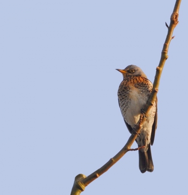 ben nu ff wat zorgvuldiger te werk gegaan met klonen
	deze foto is vanmorgen gemaakt bij ons rondje lauwersmeer.
vanaf het dak van de auto.was mooi zonnig weer