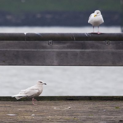 Vanochtend in de buiten haven van Stellendam de Kleine burgemeester kunnen vast leggen. Het was wel erg koud in de wind maar ik had het er graag voor over.