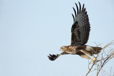 Ideale omstandigheden gisteren.
Mijn eerste vliegende buizerd kunnen fotograferen.
Als ze zitten op een takje lijken ze niet echt groot, maar als ze hun vleugels uitslaan, ja, dan is het toch een prachtig gezicht.
Zonnetje in de rug en wachten tot hij wegging.