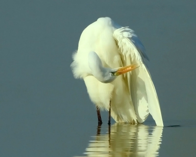 De Grote Zilverreiger keek bijna scheel bij het verwijderen van al datgene wat niet in zijn verenpak hoorde. Met een witte jas aan zie je ook elk vuiltje.