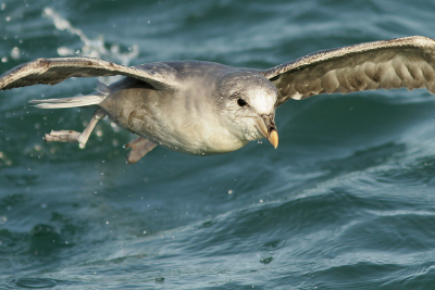 Het stormweer van afgelopen maanden bracht uitzonderlijke aantallen noordelijke Noordse stormvogels naar onze kusten. Deze donkere vorm heb ik gefotografeerd tijdens een pelagic vanuit Oostende.