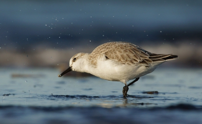 ze zijn alleen maar bezig op voedsel te zoeken super snel en zitten bijna nooit stil.
Vond dit wel een mooie aktie plaat.
Voor het eerst in raw gefotografeerd.

gr martijn