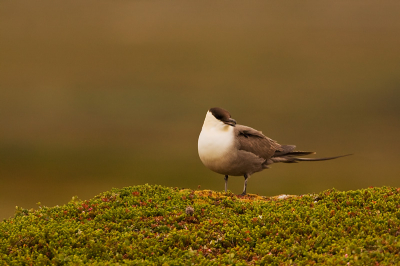 Another close encaunter with one of the most beautiful birds of Finnmark during the field study of Westpalearctic birds organaised by HiNT BirdID.