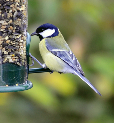 Wat voer opgehangen voor de vogels en nu mooi de gelegenheid wat leuke plaatjes te schieten