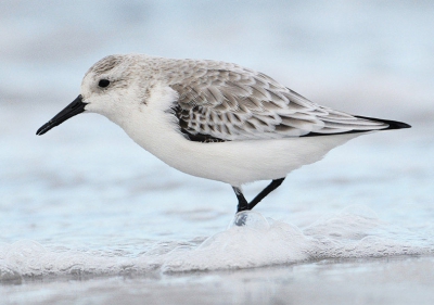 Omdat we door het slechte weer niet naar Dnen konden hebben we ons op Helgoland vermaakt met strandlopers.