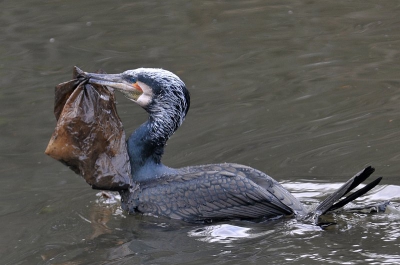 de aalscholver was druk bezig om spullen naar zijn nest te slepen,hier had hij net een zakje gescoort.
zijn vrouwtje was er erg blij mee.