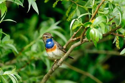 Heb een paar uur in een greppel gelegen om deze opnamen van de blauwbost te maken. Ging elke keer op een tak onder in een wilg zitten