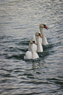 The photo was taken on a river Drava near Maribor town. The picture shows a male swan with two females