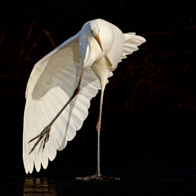 <i class='fa fa-user'></i> Willem de Wolf | Grote Zilverreiger  <i class='fa fa-eye'> 3802</i>  <i class='fa fa-thumbs-up'> 57</i>   <i class='fa fa-comment-o'> 96</i>