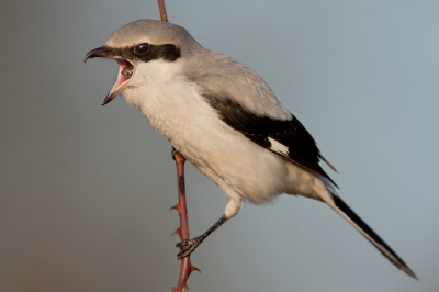 Deze klapekster liet zich tijdens de jacht op muizen goed fotograferen.
Plotseling vloog de vogel tot op een afstand van 9 meter naar mij toe en produceerde een braakbal.
Met moeite kreeg ik de klapekster in z'n geheel op de foto.
De foto is dus geen crop.