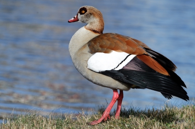 Een door velen gehate en verguisde vogel, die toch wel heel mooi is.