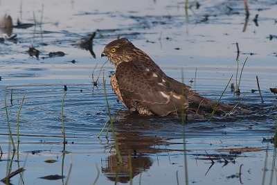 Deze sperwer was zich aan het wassen. Vanuit de vogelkijkhut in Stadskanaal genomen. Het is prachtig om dit te zien. Hij heeft er meer dan 10 minuten gezeten.