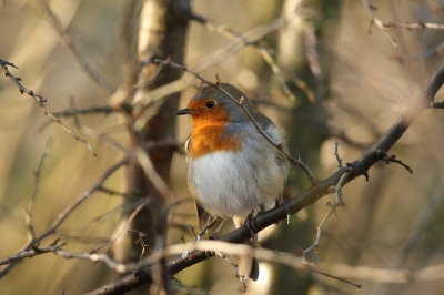 Een roodborst in zijn natuurlijke omgeving, de foto is ook naturel ,voledige beeld en onbewerkt.