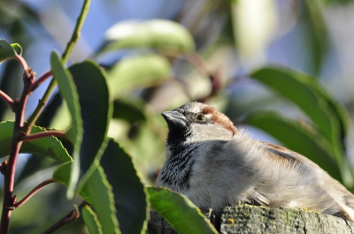 Niet gek voor eerste dag met deze lens! Scherpte bij deze foto niet helemaal op het oog maar vind het in dit geval niet storend.
