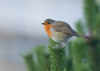 Deze Scandinavische Roodborst was totaal niet schuw. Ik hem werkelijk van alle kanten fotograferen. Een mooi fotomodelletje dus.

Benieuwd wat jullie er van vinden.