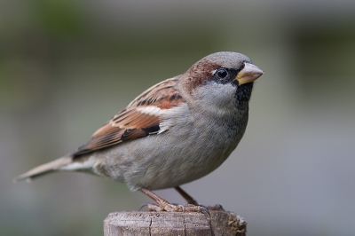 Dit weekend is het tuinvogeltelling 2012. Waarschijnlijk zullen het aantal tuinvogels dit jaar minder zijn dan de afgelopen jaren in verband met de 'warme' winter. In het kader van de vogeltelling deze huismus uit mijn tuin. Vanaf statief.