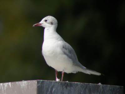 Deze meeuw is n van mijn beter gelukte foto's. Met wat sharpentool en geresized bekwam ik dit resultaat. Hoe bewerk je goed de scherpte in photoshop?