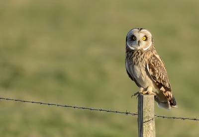 terwijl ze in Zeeland a.h.w. op de paaltjes gekleefd zitten is het hier een half mirakel om er ene zo te platen...wie ooit al in Uitkerke was weet hoeveel honderden paaltjes hier rond de weiden staan, let op de pupilgrootte zon- en schaduwkant.