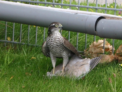 Gisteren zag ik hoe een Sperwer vlak naast mijn auto een Turkse Tortel pakte. Ik ben gelijk uit de auto gesprongen en heb wat foto's gemaakt.