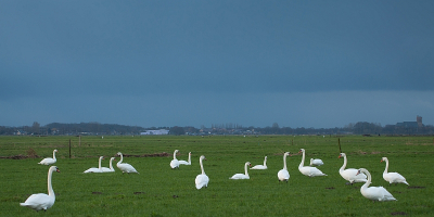 op basis van de commentaren deze nog eens bewerkt...daarbij de lucht nog wat donkerder gemaakt (meer zoals het ook was) en nu wel na verscherpt..wat minder ruimte rechts en ook wat minder gras en meer lucht in de uitsnede...verbetering?