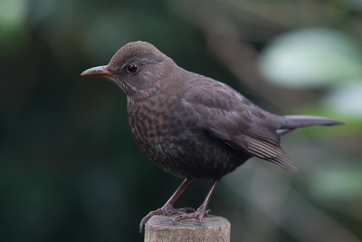 Tijdens het tellen van vogels in de tuin heb ik vandaag van de enige merel in de tuin deze foto kunnen maken. Helaas was het slecht weer (regen en zwaar bewolkt).