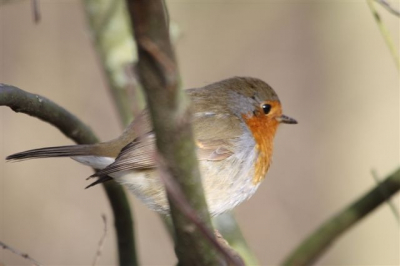 Deze roodborst zat rusig in de boom. Het was er mooi weer.