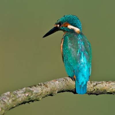 Vandaag een mooie dag om de foto's van afgelopen jaar nog eens op te schonen. Zo kwam ik ook deze ijsvogel tegen.  De meeste foto's heb ik met de ijsvogels van voren, maar hoe langer ik nog eens naar de rugzijde kijk, hoe meer ik onder de indruk ben van de kleurschakeringen... Hoewel er niks spectaculairs gebeurt op deze foto, vond ik 'm toch wel de moeite om te uploaden ?