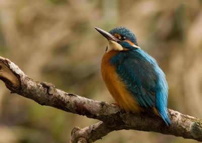 Na jaren wachten op de ijsvogel mocht ik hem dan toch een keer vastleggen.
Ik ben er heel blij mee.