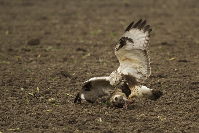 Op een Zeeuws akkerland zagen we een ruigbootbuizerd druk stampend op de grond. Toen we iets dichterbij kwamen bleek de buizerd een haas te pakken te hebben. Jammer voor de haas, lekker maaltje voor de buizerd.