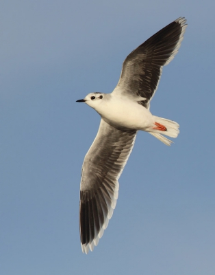 Een grillige soort voor de autofocus, maar als een groepje voor je neus praktisch dezelfde foerageerroutes vliegt, krijg je gelukkig genoeg genoeg kansen. En het is een goede oefening voor vluchtfotos bovendien! Van dit exemplaar wilde ik graag de mooie donkere ondervleugels op de foto. Van de honderden geschoten fotos lukte dat een keer of drie. Gemaakt met een 300 mm. Redelijke crop. Uitsnede uit een liggende foto.

Kijk ook op www.birdbeauty.nl