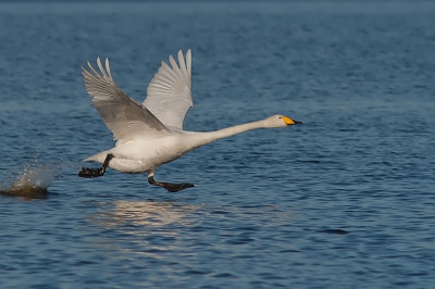 Op de vloeivelden in Stadskanaal overnachten vorige winter veel wilde zwanen. 's Morgen vertrokken ze naar de akkers. Vanuit de vogelkijkhut genomen.