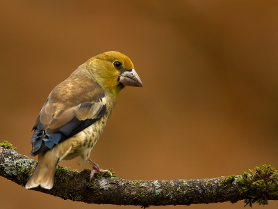 Een jonge Appelvink die behoorlijk aan het doorkleuren is. Nog niet zo mooi als de ouders maar vindt de kleurstelling zo bij de achtergrond wel mooi.