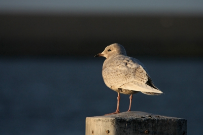 Heerlijk beestje om te fotograferen, hij zat hier te genieten van het avondzonnetje, ik vind de donkere achtergrond wel fijn, ondanks dat de snavel misschien iets weg valt.