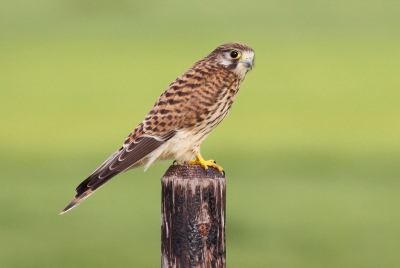 Deze torenvalk wilde even heel mooi poseren. Het lijkt een vrij kleine torenvalk. Wellicht een jong exemplaar?