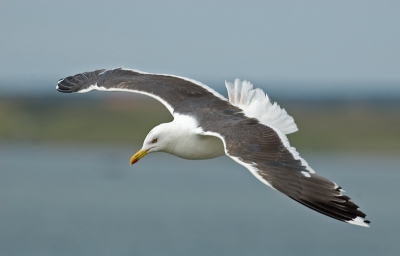 vliegende vogels vind ik nog knap moeilijk,ik ben hier zelf tevreden mee.