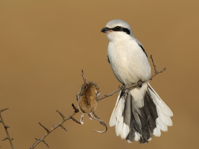 Heb deze vogel op het moment van deze foto al enige maanden iedere dag gevolgd. Op den duur kom je al zijn favoriete plekjes te weten en kun je meerdere malen het opprikken en opeten van een muis zien en vastleggen. Hier balanceert hij op een dun takje met nogal wat wind, waardoor zijn staart goed uitkomt.