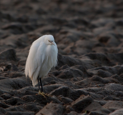 Deze kleine zilverreiger kon ik in de ochtend redelijk fotograferen, al had ik de zon wel tegen, ben er zelf wel tevreden mee.